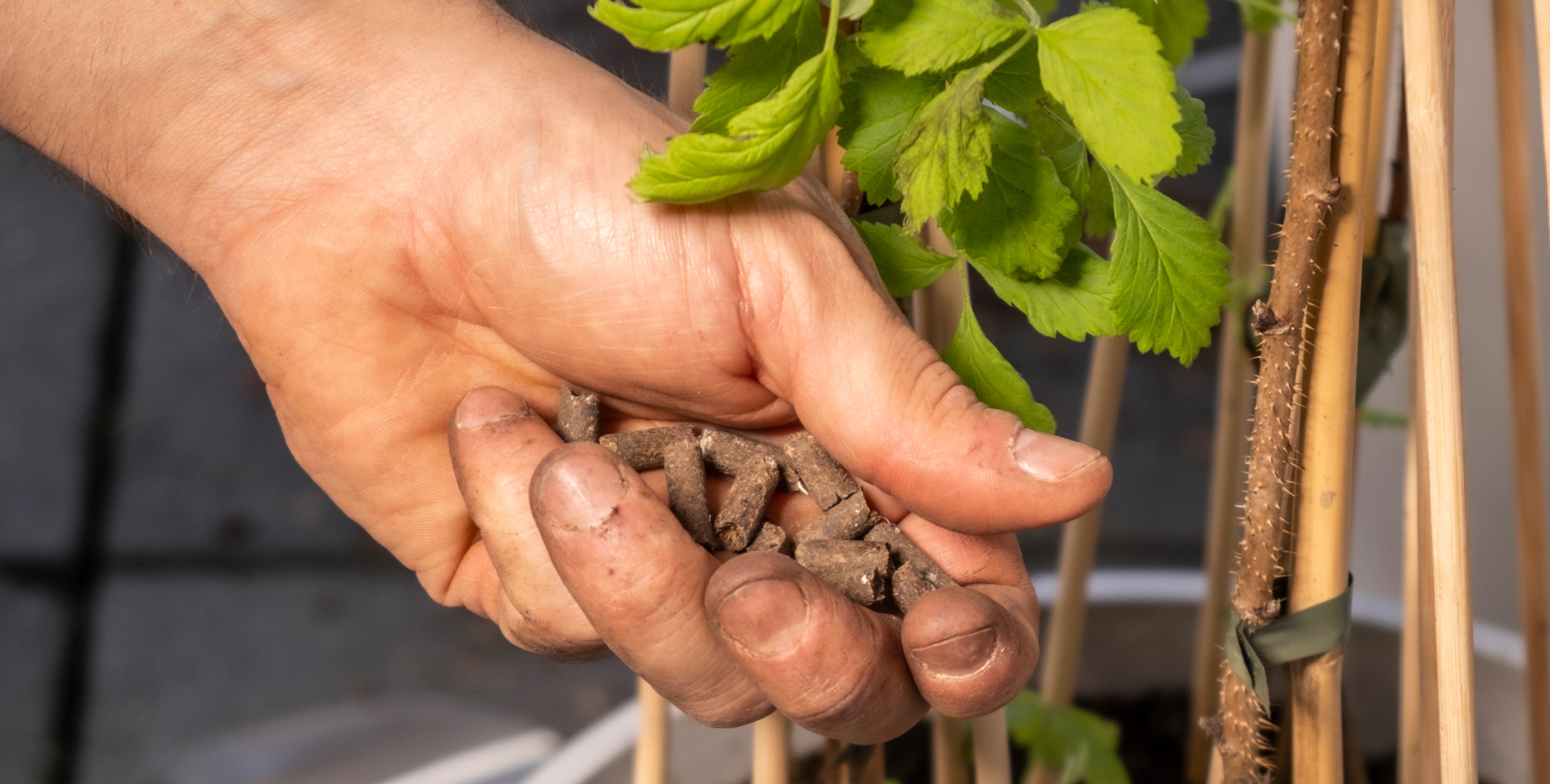 Alles, was du über das Düngen deiner Gartenpflanzen & Balkonpflanzen wissen musst