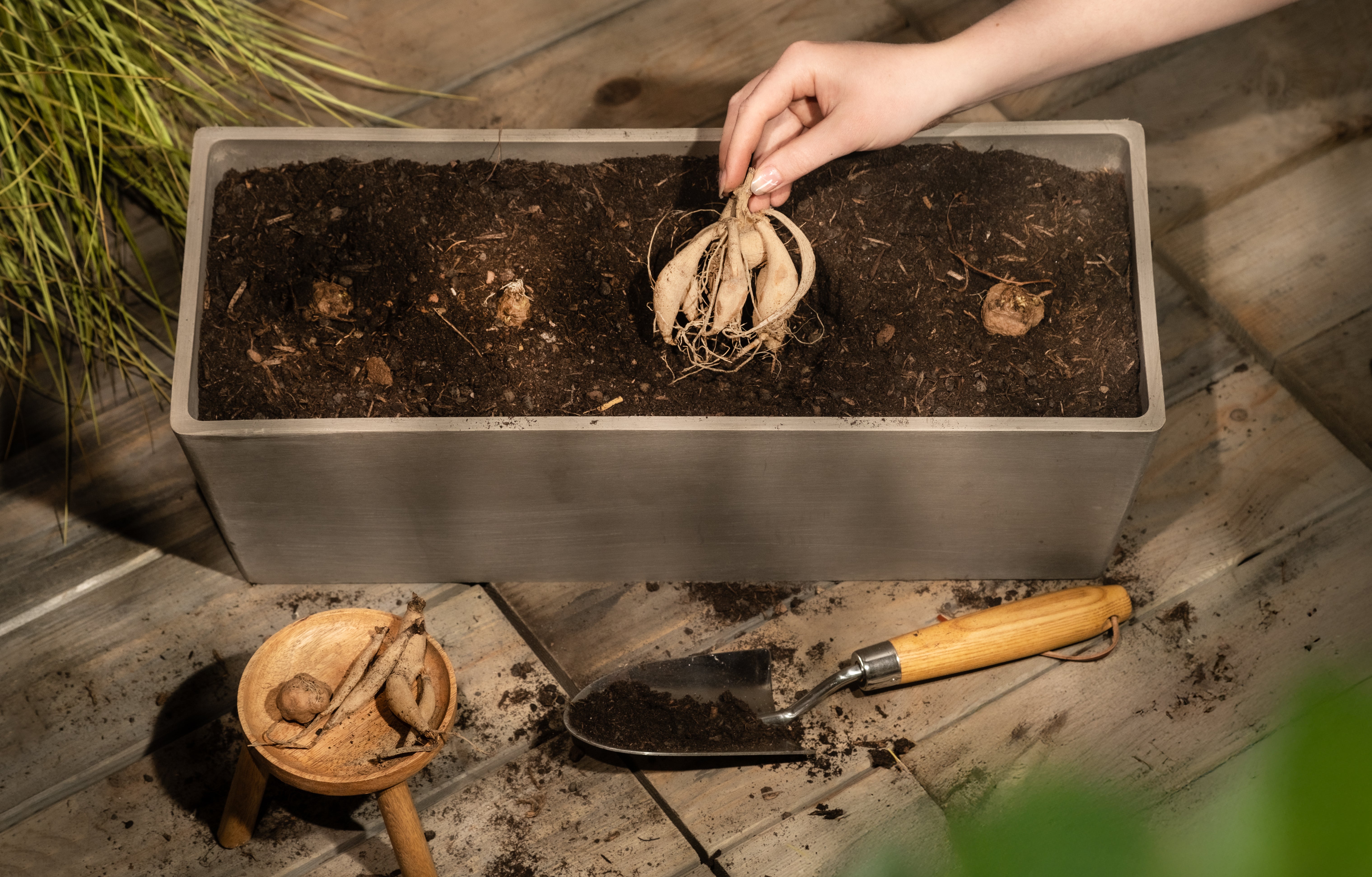 Knollen in Erde pflanzen: So geht’s richtig