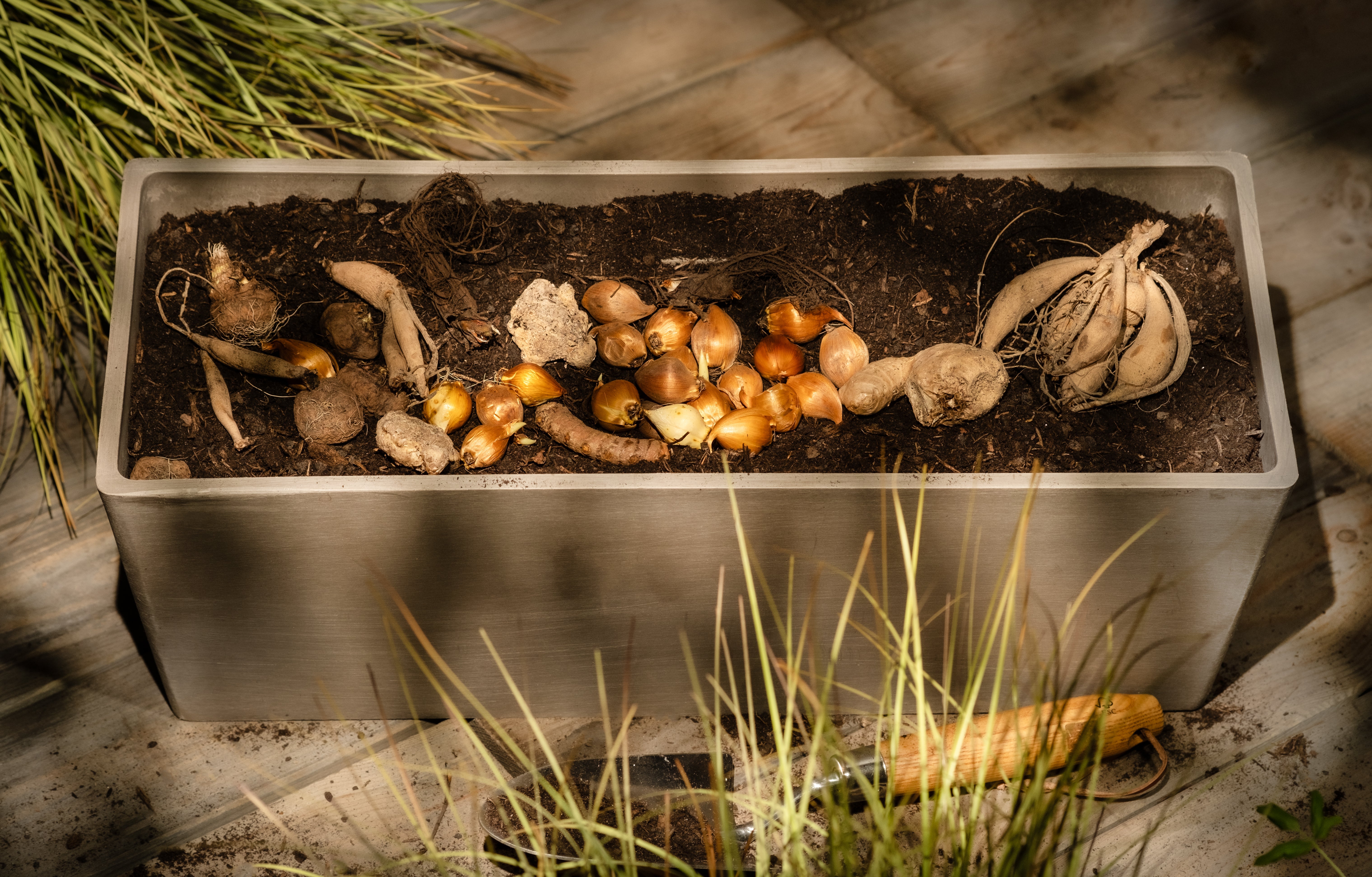 So setzt du Knollen, Zwiebeln & Rhizome