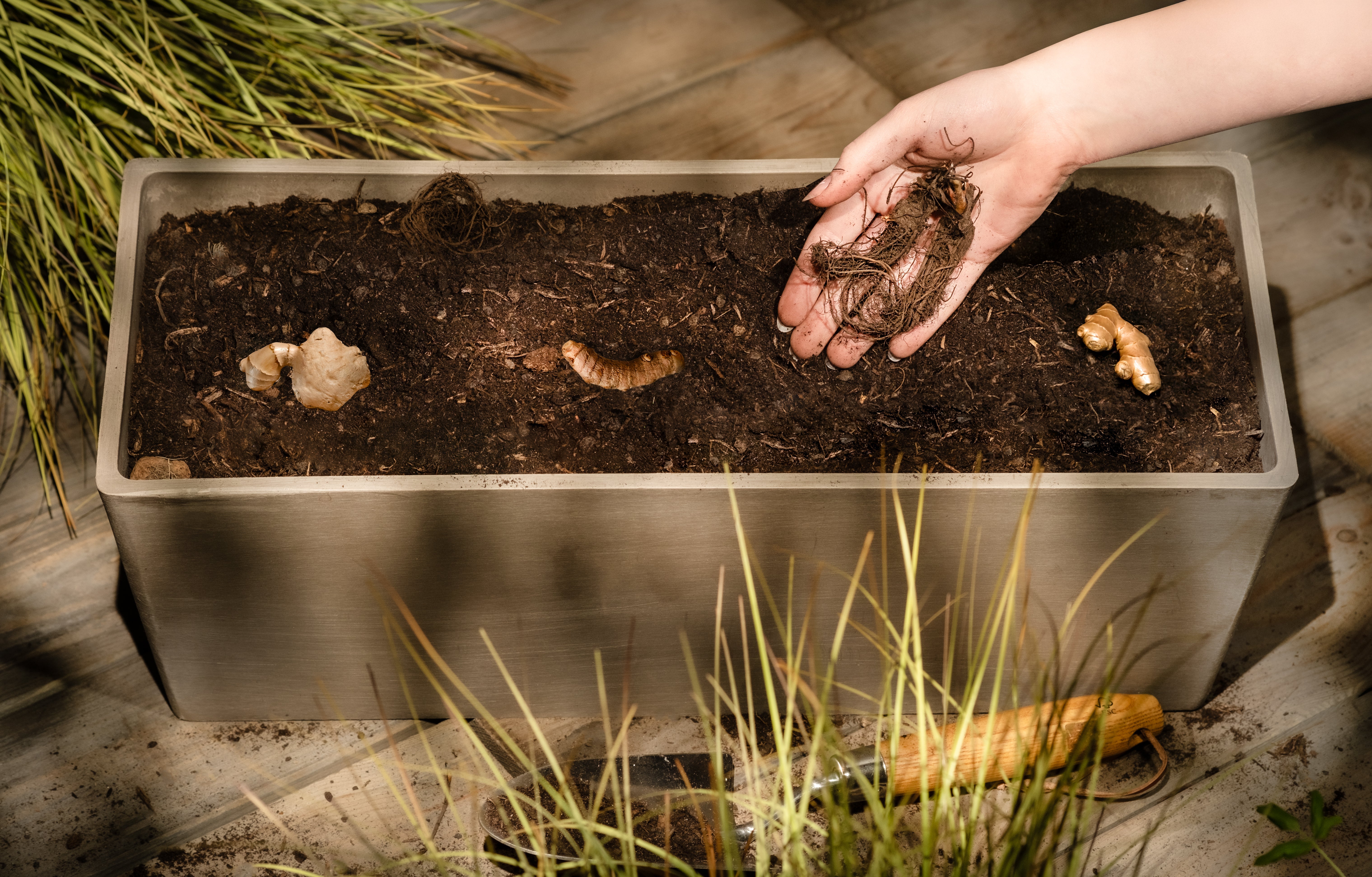 Pflanzen aus Rhizomen & Wurzeln ziehen: So geht’s