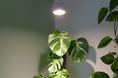 Grow Lights: Das musst du bei Pflanzenlampen beachten