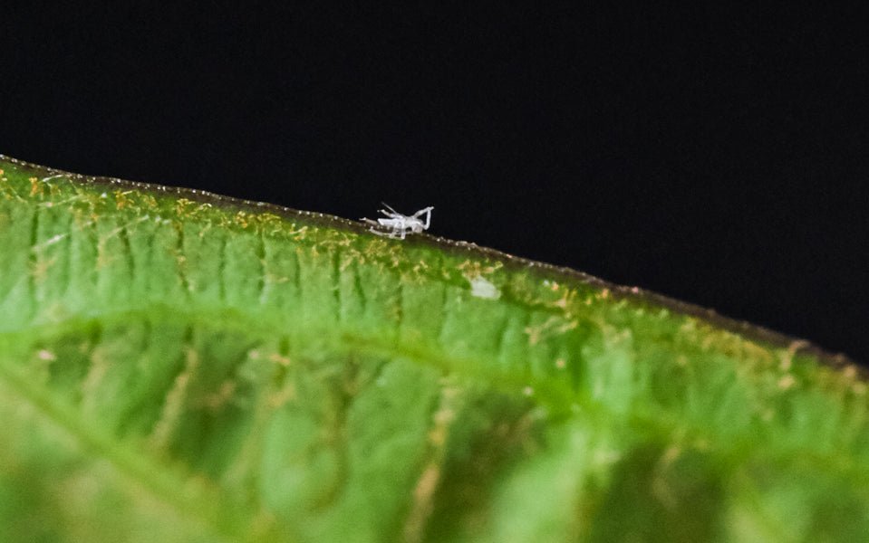 Weisse Fliege auf einem grünen Blatt vor schwarzem Hintergrund