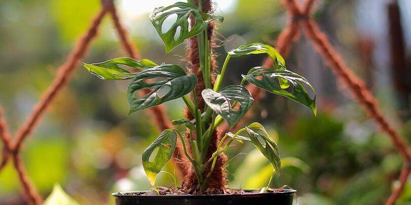 Monstera adansonii an einem Moosstab vor einem Gitter aus Hanfseilen unter freiem Himmel