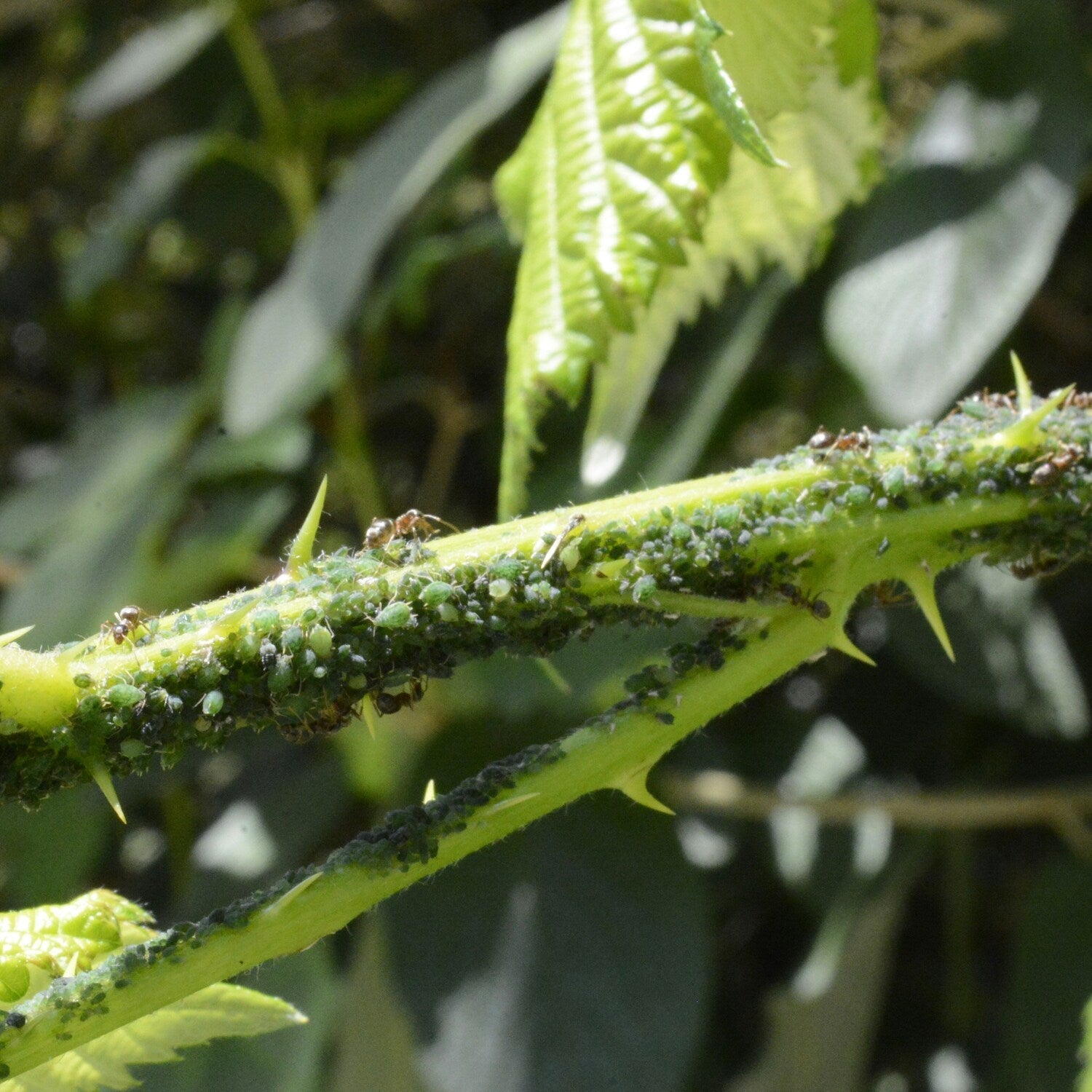 Blattlaus-Kolonie mit Ameisen an einem jungen Trieb mit Stacheln.