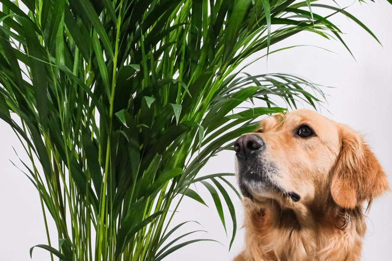 Golden Retriever Emma neben einer Goldfruchtpalme