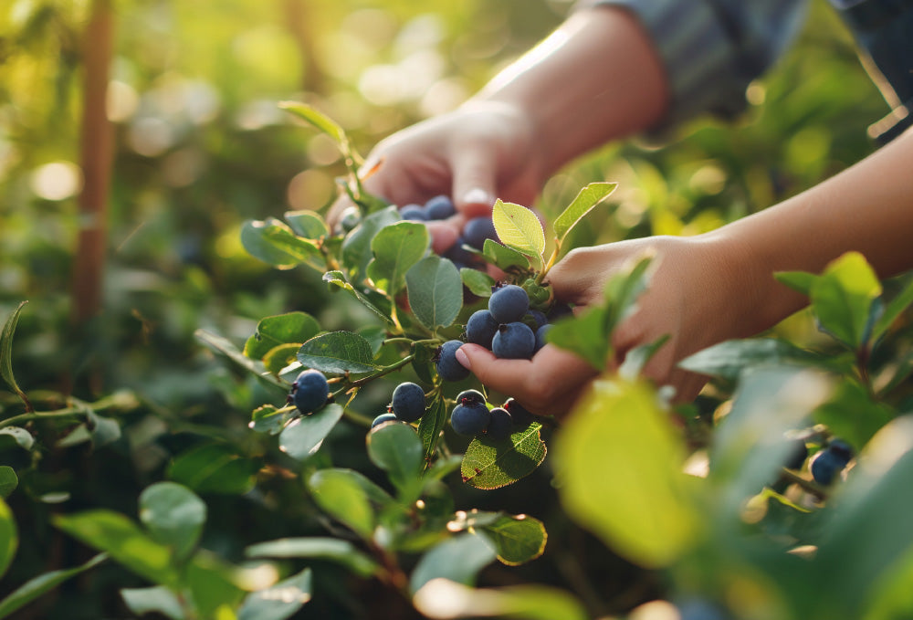 Nahaufnahme von Händen, die reife Blaubeeren von einem Busch pflücken, umgeben von grünen Blättern im hellen, natürlichen Sonnenlicht. Das Bild fängt den Akt der Beerenernte in einem Garten oder auf einem Bauernhof ein.