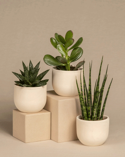GIF mit abwechselnden Baby Sukkulentenpflanzen von feey in Keramiktöpfchen