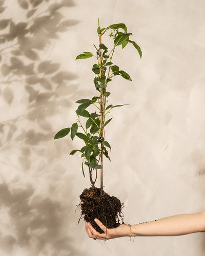Mit einer Hand gehaltene Mini-Kiwi-Pflanze