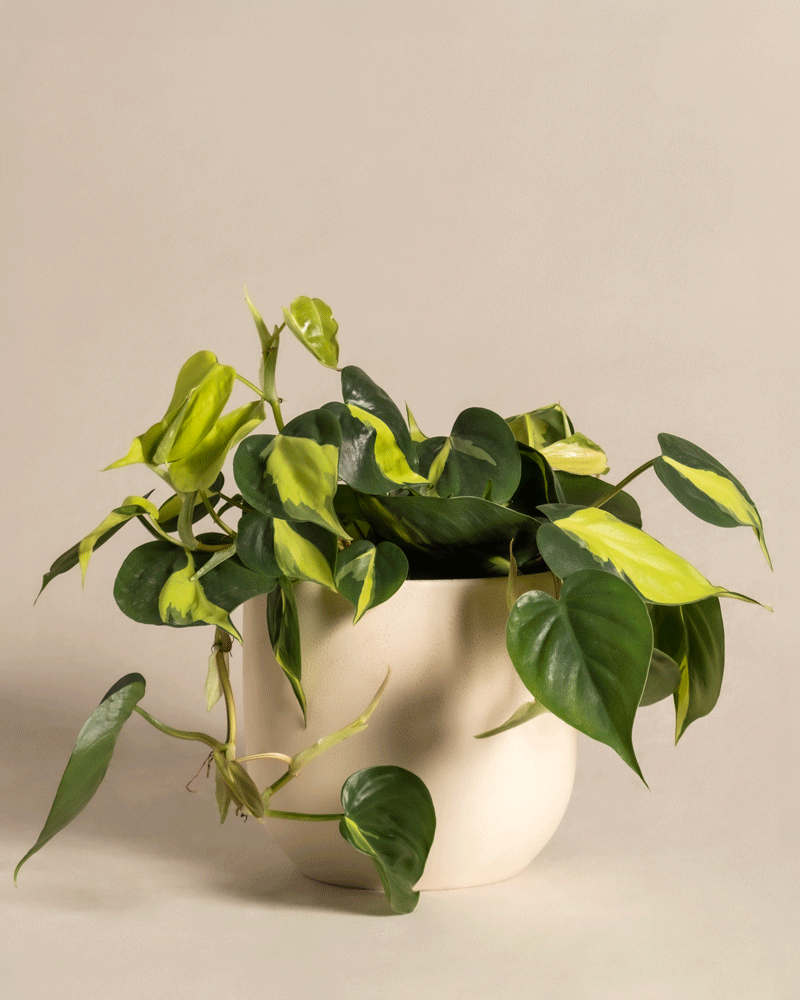 Philodendron scandens Brasil im verschiedenen 'Direito' Keramik-Topf von feey