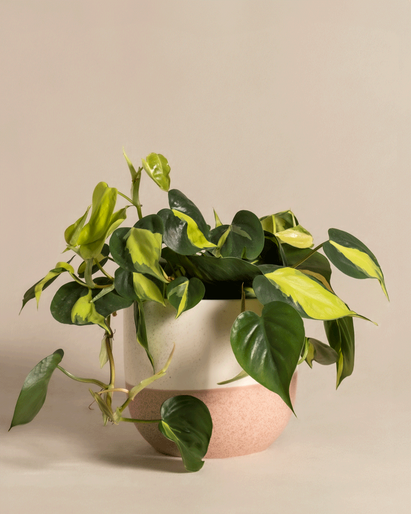Philodendron scandens Brasil im verschiedenen 'Variado' Keramik-Topf von feey