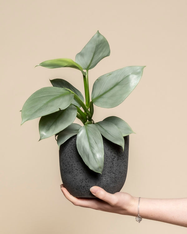 Eine Hand hält einen kleinen, dunkelgrau strukturierten Topf mit einem gesunden grünen Philodendron hastatum - feey, mit breiten, glatten, ovalen Blättern, vor einem einfarbig beigen Hintergrund.