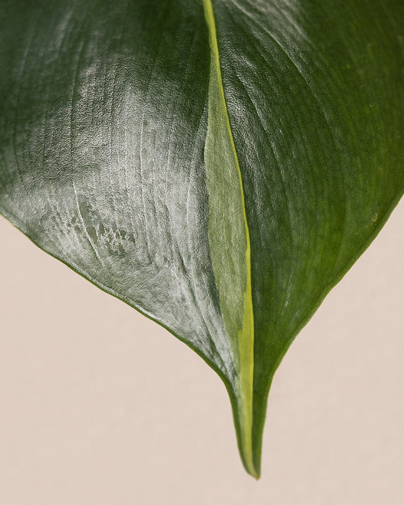 Detailaufnahme vom Blatt eines Philodendron scandens Brasil
