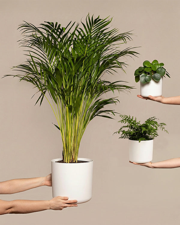 Drei Hände halten das tierfreundliche Pflanzen-Set vor beigem Hintergrund: eine große Palme im weißen Topf, ein kleiner Farn im mittleren Topf und eine kleine Sukkulente - perfekt für Haushalte mit Haustieren.