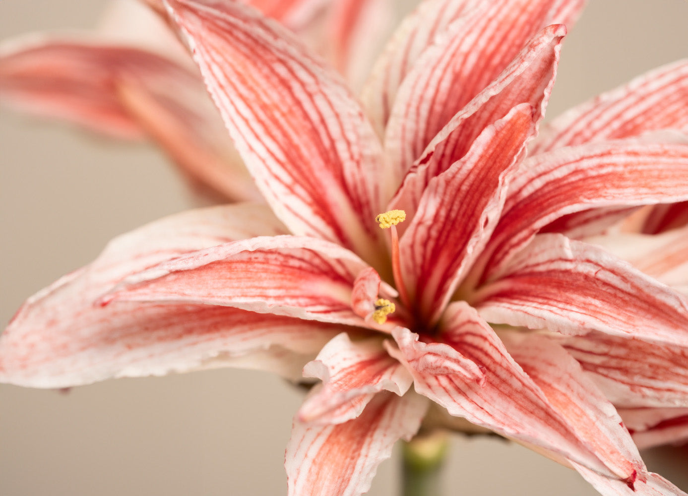 Amaryllis richtig pflegen: Die besten Tipps