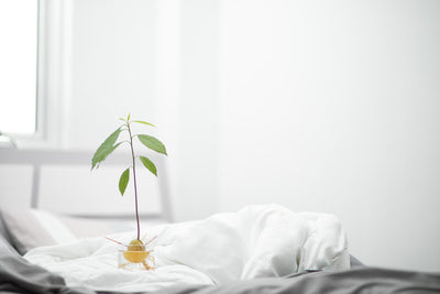 Avocadobaum ziehen: wie du aus dem Kern einer Avocado deinen eigenen Baum züchtest