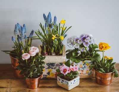 Frühlingspflege deiner Zimmerpflanze: was du für eine gesunde Wachstumsphase jetzt beachten musst