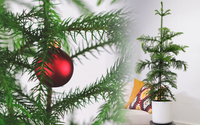 Der Weihnachtsbaum im Topf: unsere nachhaltige Alternative zum traditionellen Tannenbaum