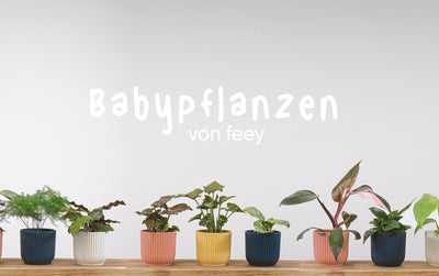 Babypflanzen aufziehen: wie du es schaffst, dass die kleinen Zimmerpflanzen gross und stark werden