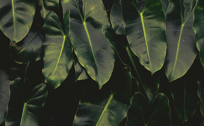 Philodendron Imbe mit grossen, dunkelgrünen, spitz zulaufenden Blättern