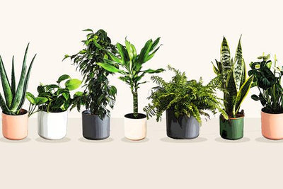 12 luftreinigende Zimmerpflanzen für ein gutes Raumklima