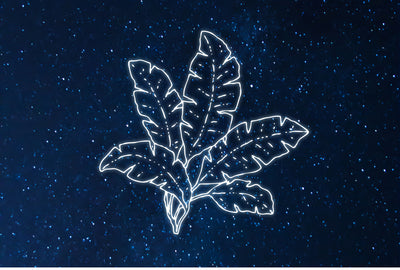 Diese Pflanze passt zu deinem Sternzeichen