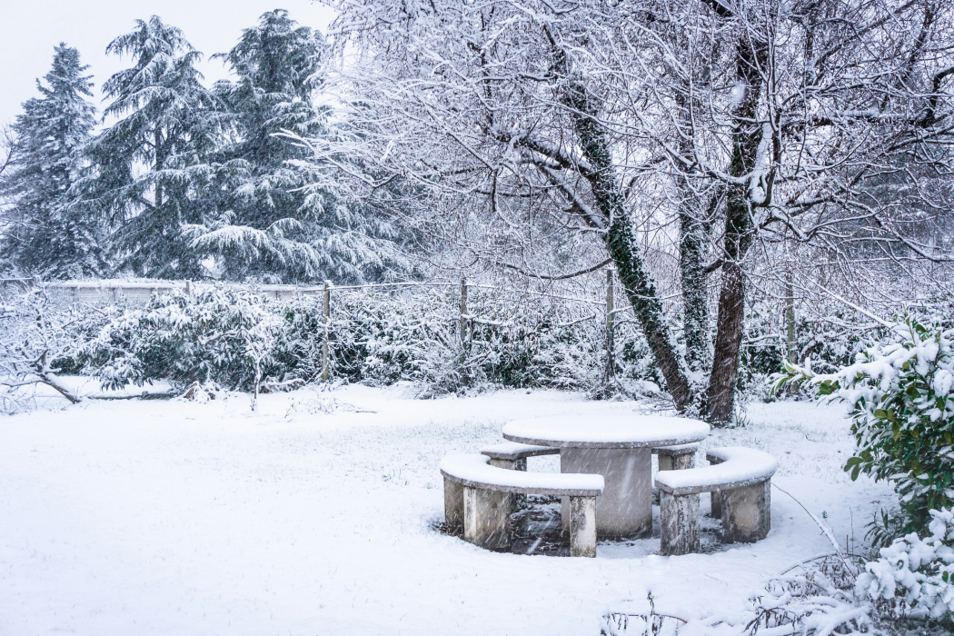 Garten- & Kübelpflanzen richtig überwintern – das musst du tun ❄️