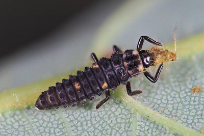 Nützlinge: Marienkäferlarven gegen Blattläuse und Wollläuse als biologischen Pflanzenschutz