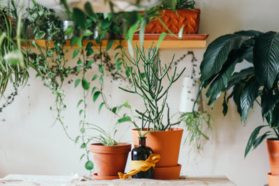 Tontöpfe für Pflanzen: das musst du bei Terracotta Töpfen beachten