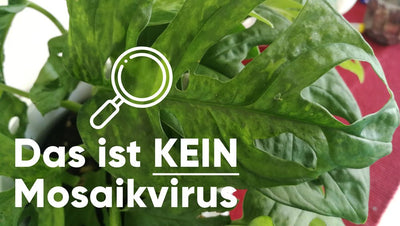 Das Mosaikvirus bei Zimmerpflanzen – Erkennen & Behandeln