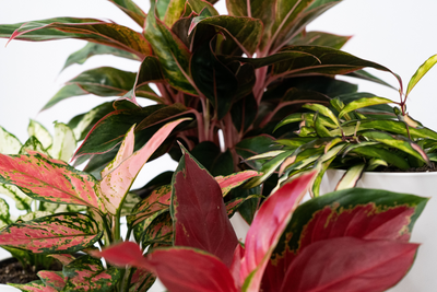 Die 13 coolsten Zimmerpflanzen mit bunten Blättern