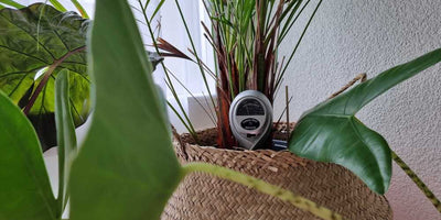 Feuchtigkeitsmesser für Pflanzen: Solltest du einen zum Giessen nutzen?
