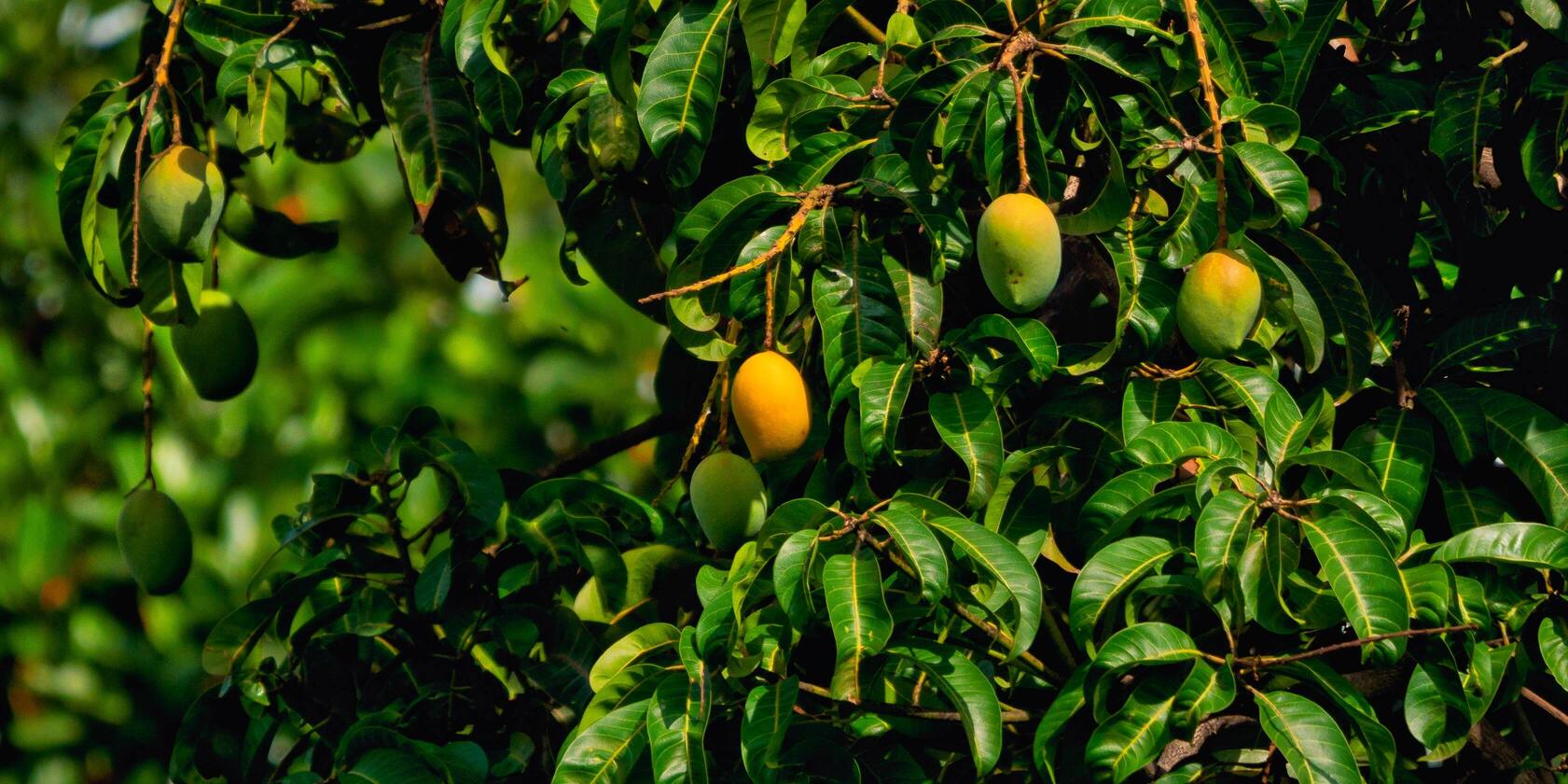 Mangobaum draussen mit reifen und unreifen Früchten daran