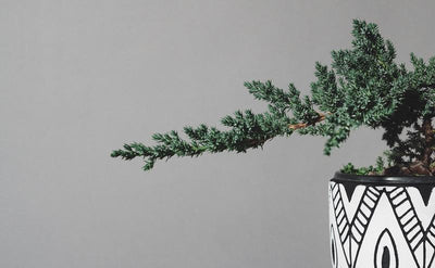 Bonsai pflegen: Wie du deinen kleinen Baum richtig schneiden & hegen kannst