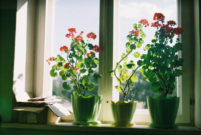 Top 15 Zimmerpflanzen, die viel Sonne vertragen