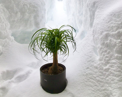 Zimmerpflanzen überwintern: Wie du deine Pflanze im Winter richtig pflegst