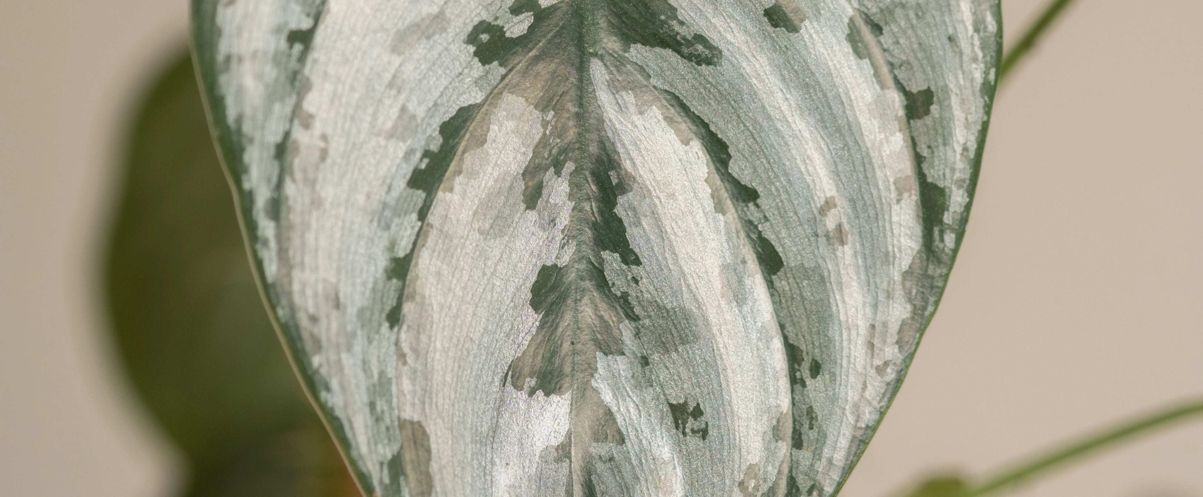 Aglaonema (Kolbenfaden) alle Arten feey Zimmerpflanzen feey AG