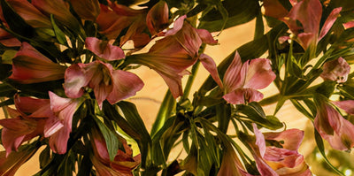 Rosafarbene und pfirsichfarbene Blumen mit grünen Blättern sind vor einem warmen, goldgelben Hintergrund angeordnet und bilden ein lebhaftes und üppiges Blumenarrangement.