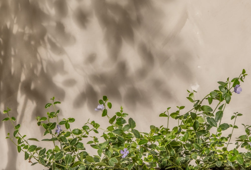 Vor einer beigen Wand wächst eine grüne Pflanze mit kleinen hellvioletten Blüten. Das Sonnenlicht wirft Schatten der Blätter und Blüten an die Wand, wodurch im Hintergrund ein Wechselspiel aus Licht und Schatten entsteht.