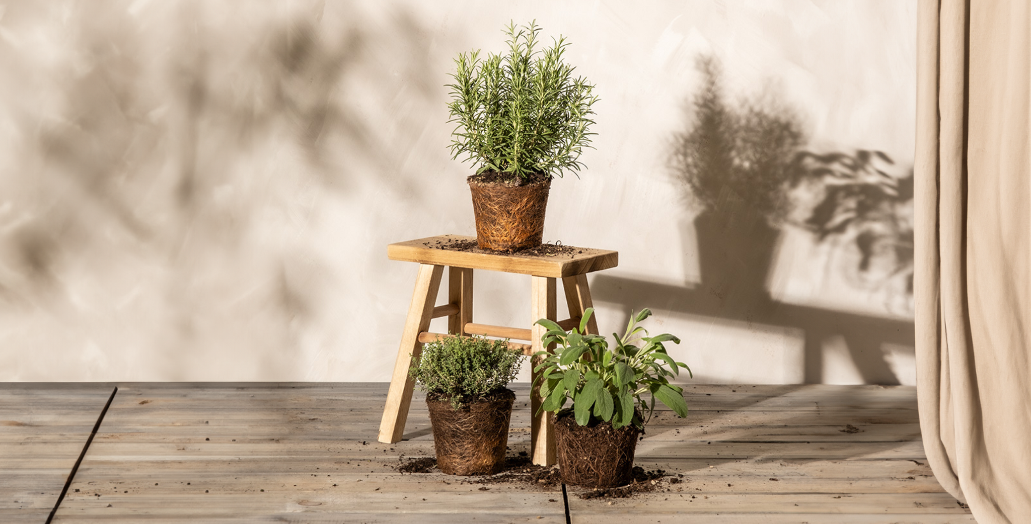 Drei kleine Topfpflanzen stehen auf einem Holzhocker und dem Boden und werfen Schatten auf eine helle Wand. Der Raum hat eine rustikale, natürliche Atmosphäre, da das einfallende Sonnenlicht Blättermuster an die Wand wirft.