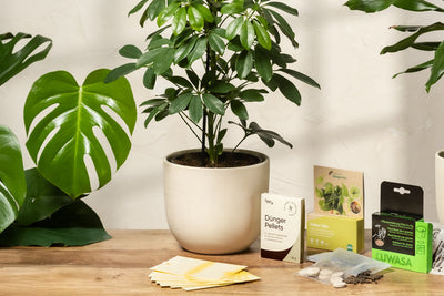 Eine Topfpflanze auf einer Holzoberfläche, umgeben von verschiedenen Gartenprodukten wie Dünger, Samenpaketen und Etiketten. Im Hintergrund sind große grüne Blätter zu sehen, die für eine natürliche Atmosphäre sorgen.