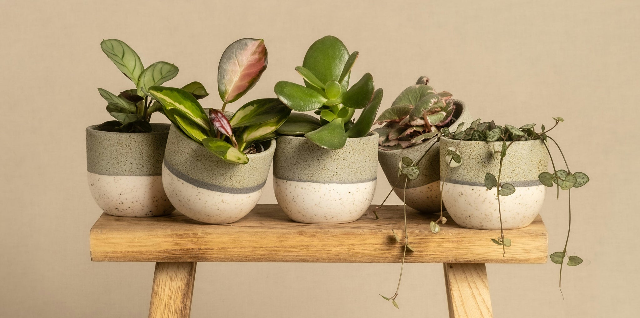 Fünf kleine grüne Pflanzen in Keramiktöpfen stehen in einer Reihe auf einem Holzhocker. Jeder Topf hat ein glattes, zweifarbiges Design mit strukturierter Oberseite und gesprenkelter Unterseite. Die Pflanzen unterscheiden sich in Blattform und -farbe.