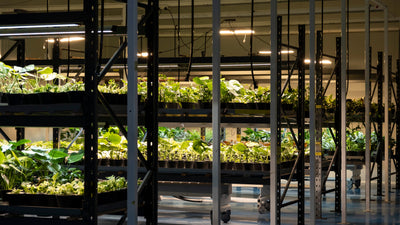 In einer Indoor-Farm oder einem Gewächshaus mit poliertem Boden und industriellem Ambiente stehen in Reihen von Metallregalen Schalen mit Grünpflanzen, die unter Kunstlicht wachsen.