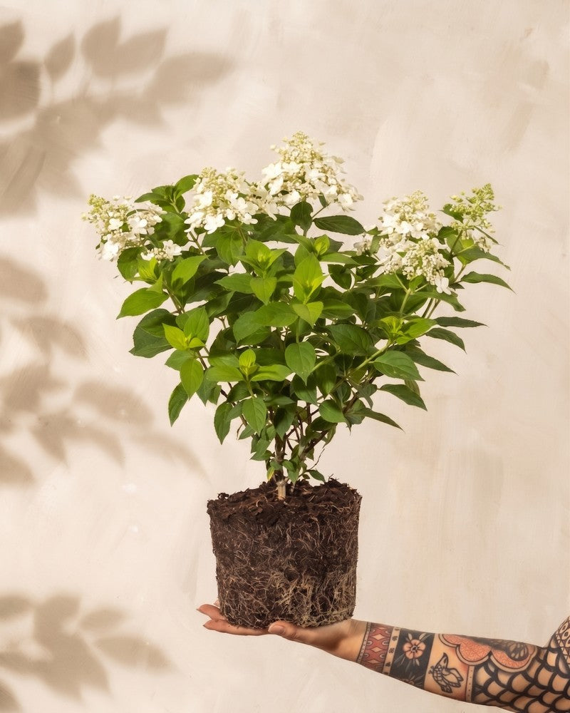 Eine Hand hält eine blühende weisse Rispenhortensie mit sichtbarem Wurzelballen vor einer hellen Wand mit Blattschatten.