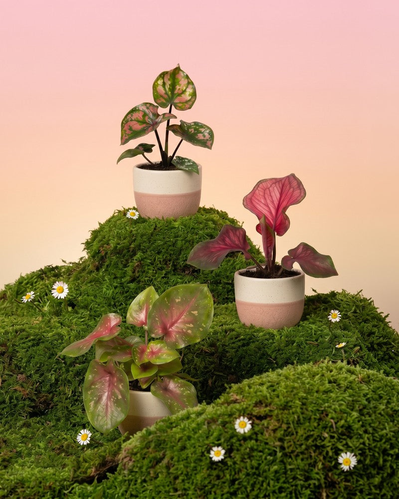 Drei Baby Caladium in cremeweiss-rosa Variado-Übertöpfen stehen auf hellen Würfel-Podesten auf einem Moos-Hügel mit Gänseblümchen vor zartrosa Hintergrund.