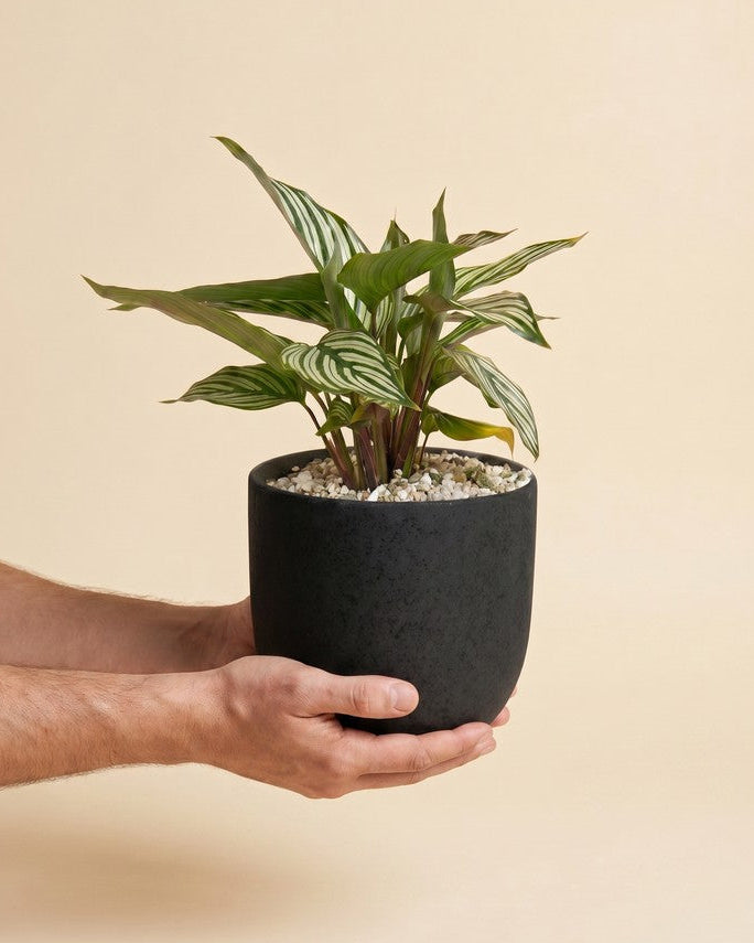 Hände halten die Calathea vittata mit grün-weiss gestreiften Blättern im matt-schwarzen Übertopf vor beigem Studiohintergrund.
