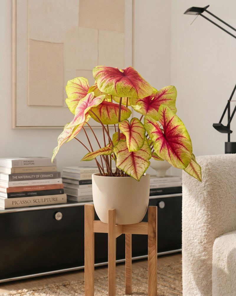 Caladium 'Lemon Blush' auf einem Holzgestell zwischen Bücherstapel und Sessel