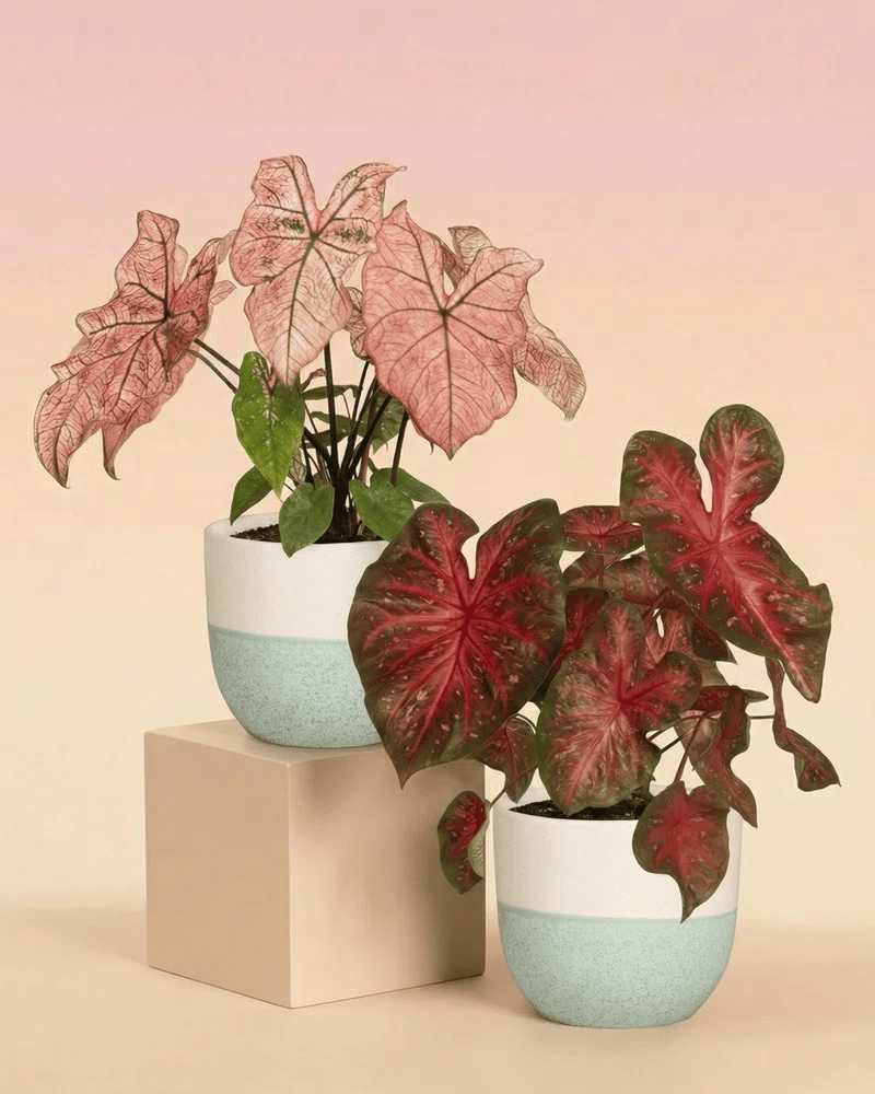 Das Caladium Duo besteht aus zwei Topfpflanzen, 'Spring Fling' und 'Red Flash', mit rosa und roten herzförmigen Blättern in weißen Töpfen mit hellgrünem Sockel, die auf pastellfarbenen Blöcken vor einem zartrosa Hintergrund stehen.