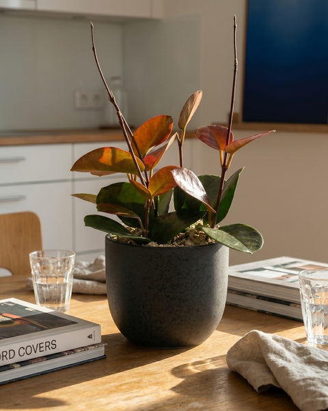 Hoya australis im dunklen Übertopf auf einem Küchentisch mit Büchern und Gläsern