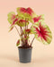 Caladium 'Lemon Blush' im grauen Anzuchttopf vor beigem Hintergrund