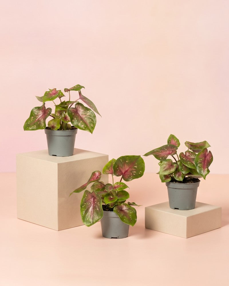 Drei Baby Caladium 'Casey' in schwarzen Anzuchttöpfen auf hellen Würfel-Podesten vor zartrosa Hintergrund.